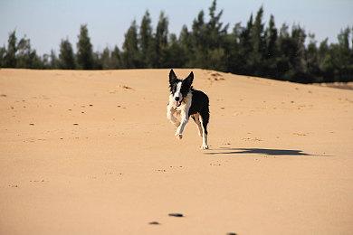 《美少女梦工场：预言之子》Steam抢先体验 18年经典回归